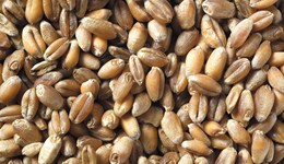 Wheat futures hit highest price since January: Grain market daily